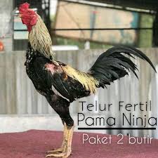 We would like to show you a description here but the site won’t allow us. Ayam Philipin Ninja Harga Terbaik Agustus 2021 Shopee Indonesia