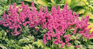 Astilbe Plant How To Grow And Care For False Goat S Beard