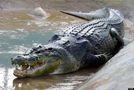 World S Largest Captive Crocodile Lolong Dies In Philippines