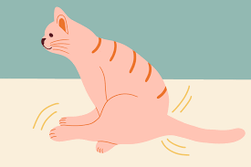 Cancer in cats is the leading cause of death among cats. What To Know About Issues With Cat Anal Glands Daily Paws