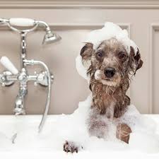 Deep Cleansing Dog Body Wash Homemade Dog Dog Grooming Pet Shampoo
