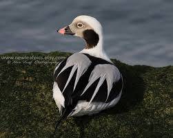 Black And White Bird With Long Tail And Red Beak Duck Photograph Bird Photography Beach Art Neutral Nursery Art Long Tailed Duck Black White Grey Nature Picture Wildlife Wall Art Bird Photography Birds Beautiful Birds
