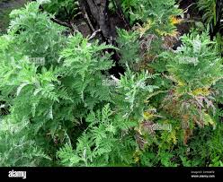 Image result for Artemisia afra