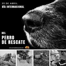 Desde el 27 de julio de 2008 y por iniciativa de un estudiante chileno, se conmemora el día internacional del perro callejero. Dia Internacional Del Perro De Rescate 29 De Abril Perrosdebusqueda