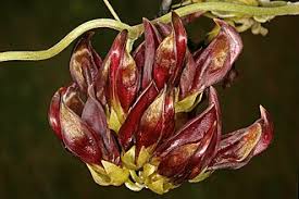Image result for Mucuna poggei