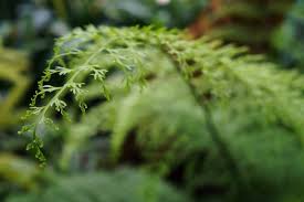 Image result for Asplenium hypomelas