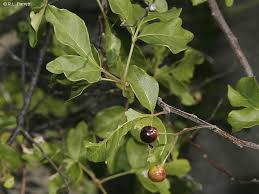 Image result for Harrisonia