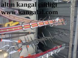 Kangal Kopek Tasmasi Tork Cengel