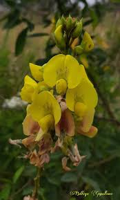 Image result for Crotalaria micans