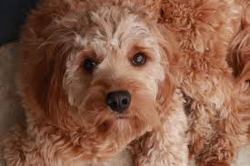 Like humans, when a dog gets pregnant, her make sure any suspicions of being pregnant are checked out by a vet so you can be more if you notice your dog is wandering away from people or hiding often she may be trying to find a place to deliver her puppies. What To Expect When Your Dog Is Pregnant Firstvet