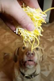 Can Dogs Eat Cheese Can Dogs Eat Dog Eating Cheese Ball
