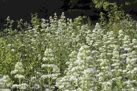 Image result for Centranthus