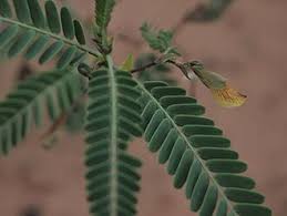 Image result for Aeschynomene cristata