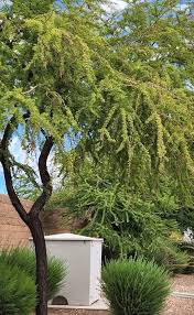 Image result for Acacia afra