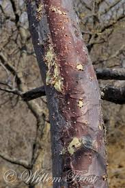 Image result for Sterculia africana