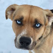 German Shepherd Rescue of the Finger Lakes