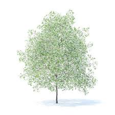 Lemon Tree With Flowers 3d Model 6m Flowering Trees Watercolor Trees Landscape Design Drawings
