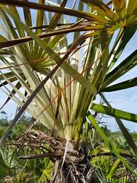 Image result for Coccothrinax argentea