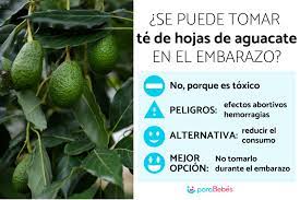 Se Puede Tomar Te De Hojas De Aguacate En El Embarazo Contraindicaciones