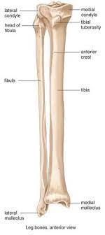 Related posts of long bone diagram labeled. Pin By Mallory H On Anatomy Human Anatomy And Physiology Skeletal System Leg Bones