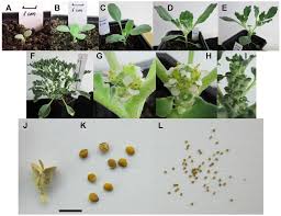 Image result for Mohria marginalis