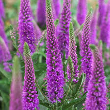 Image result for Veronica abyssinica