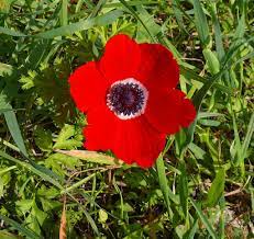 Anemone Coronaria Anemone Planting Flowers Plants