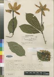 Image result for Gardenia subacaulis