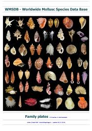 Image result for Megalochlamys hamata