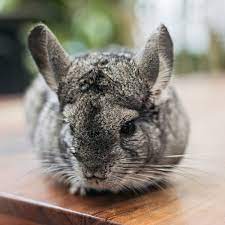 Do you train by yourself o. 12 Best Exotic Pets For Apartment Living