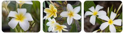 Want to frolic in fields of beautiful flowers in southern california? How To Care For Plumeria In Southern California Roger S Gardens