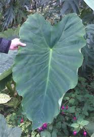 Taro, colocasia esculenta (l.) schott, araceae, is one of the edible aroids distributed throughout the world, particularly in the tropics. Colocasia Esculenta Mammoth Giant Taro Giant Elephant Ear Family Araceae Originating From Tropical Regions Plant In Plants Evergreen Garden Colocasia