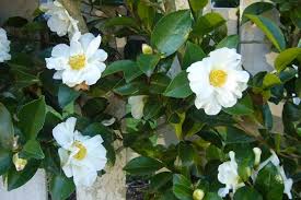 Camellia Setsugekka Http Www Dinsan Com Au Media 52115 Camellia Sasanqua Setsugekk Jpg Camellia Green Giant Arborvitae Perfect Garden