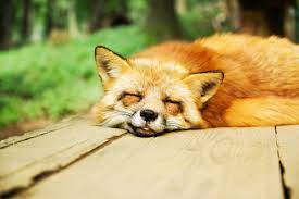 Pet Fox Guide Legality Care And Important Information Pethelpful