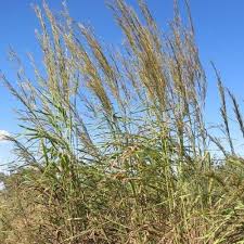 Image result for Andropogon gayanus