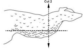 Poor environments normally do not cause disease directly but they do reduce chickens' defenses, making them more susceptible to existing viruses and pathogens. Http Www2 Mbusd Org Staff Pware Labs Chickenwingdissection Pdf