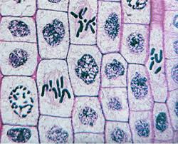 Gene Circuits In Live Cells Can Perform Complex Analogue And Digital Computations Mitosis Science Cells Teaching Biology
