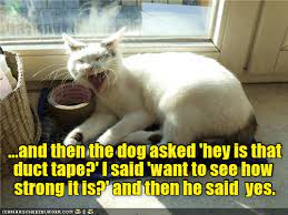 So That Is Why He Is Taped To The Wall Happy Birthday Funny Cats Funny Animal Photos Funny Cat Memes