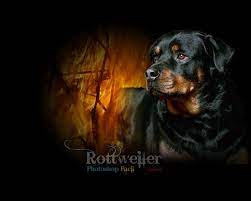 Rottweiler Android Iphone Desktop Hd Backgrounds Wallpapers 1080p 4k 112686 Hdwallpapers Andro Australian Cattle Dog Mix Dog Heaven Dog Wallpaper