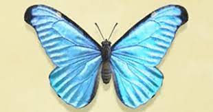 Maybe you would like to learn more about one of these? Acnh Emperor Butterfly How To Catch Price Animal Crossing Gamewith
