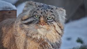 Animals dumb funny lol lm funny moments fun manul mems mem мемы мем лол фан кот котик животные манул манула. Omsk Da Gde Zhe Eta Marshrutka Zamyorzshij Manul Iz Novosibirskogo Zooparka Stal Geroem Memov Bezformata