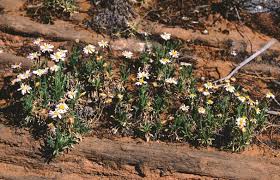 Image result for Eriosema affine