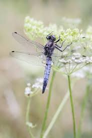 Black Book Winds Of Change Bug Dragonfly Dragonfly Dragonfly Dreams Dragon Flys