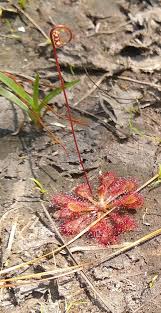 Image result for Syngonanthus welwitschii