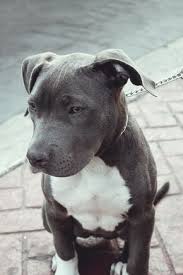 5 Popular Different Types Of Pitbulls Breeds With Pictures Pitbull Terrier Cute Animals Cute Puppies