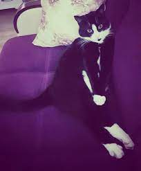 my sweety boy is giving pose to his mum poz boyle verilir kedi kediler kedicik kediseverler cat cats cats cat s animals