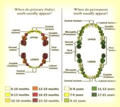 all about teeth part 1 how teeth grow smile sarasota