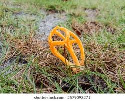 Image result for Pseudocolus schellenbergiae