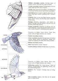 Bird With Wings Spread Drawing Easy Sibleywings Animal Drawing Pinterest Bird Anatomy Wing Anatomy Animal Drawings Bird Drawings