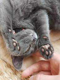 Scrub gently between your cat's paw pads to remove as many particles as you can. Gray Cat With Pink Paw Pads Pink Paws Cat Aesthetic Grey Cats